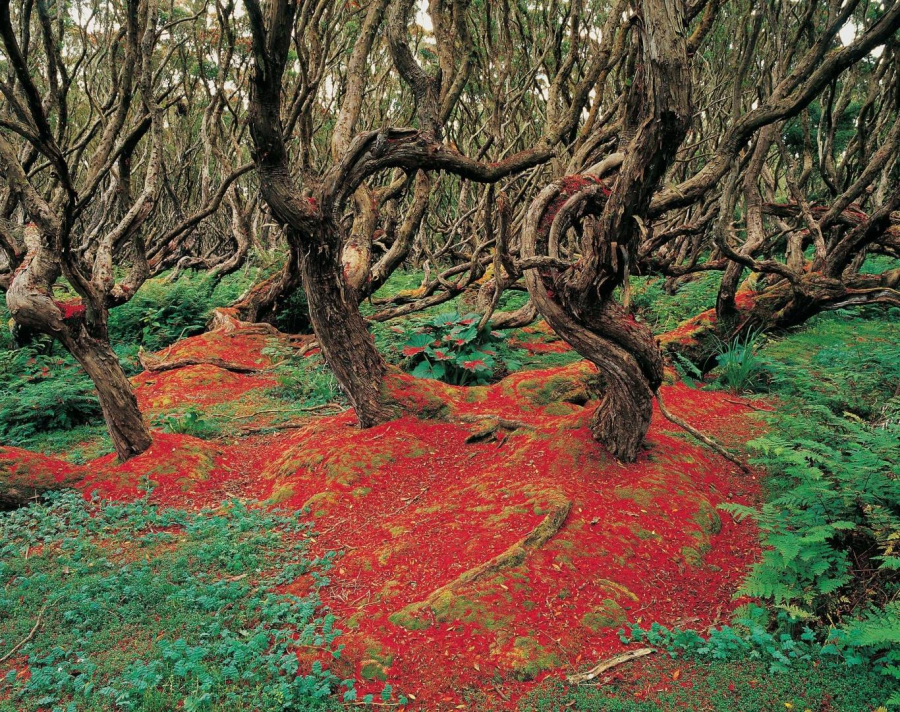 Khu rừng Gnarly Rata này thuộc vùng đảo Enderby của New Zealand. Khu rừng này bạt ngàn cây cối và cành lá cong queo gồ ghề. Chúng mang dáng vẻ uyển chuyển như thể đang khiêu vũ.