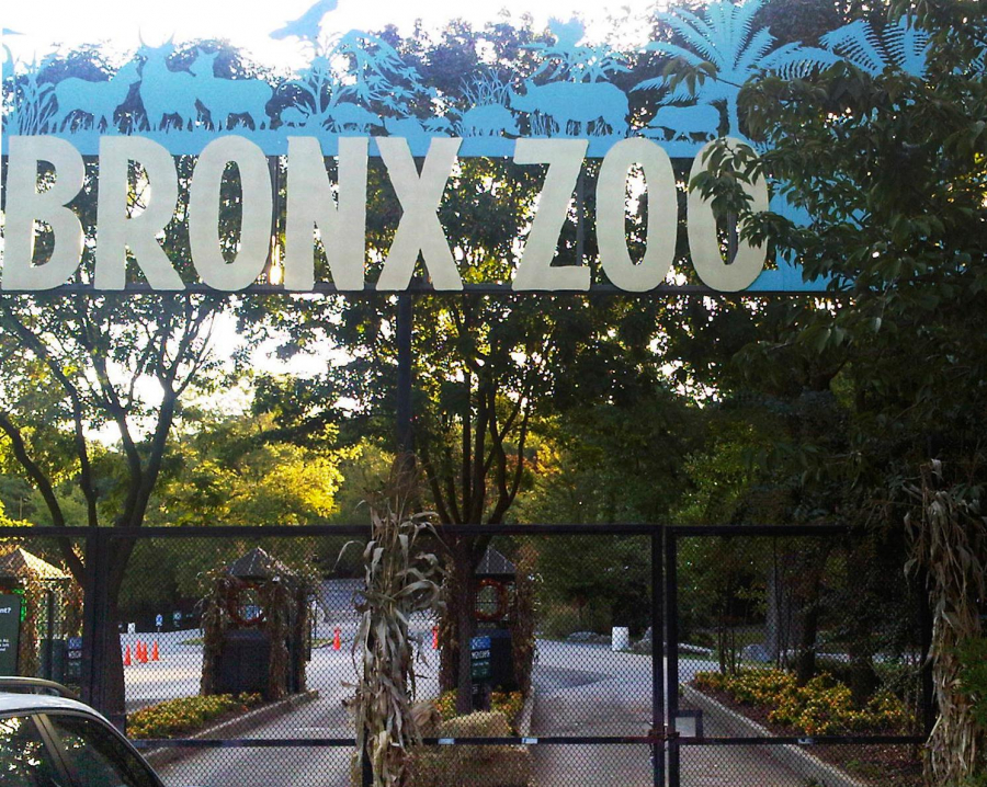 Hiện, sở thú Bronx cũng như toàn bộ 4 sở thú và 1 thủy cung ở New York đều đóng cửa từ ngày 16/3 trước diễn biến phức tạp của dịch bệnh ở thành phố này