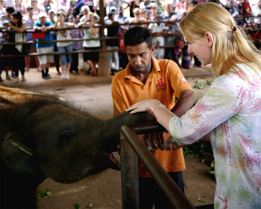 Du khách đến trại voi Pinnawala có thể trải nghiệm cho voi con bú bình