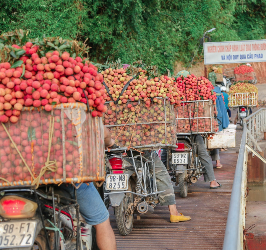 Cây cầu treo đưa những chuyến xe 