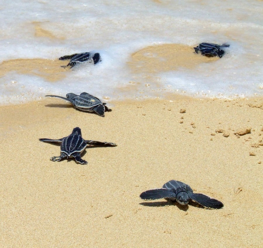 Rùa da xuất hiện nhiều ở Thái Lan sau khi các bãi biển đóng cửa