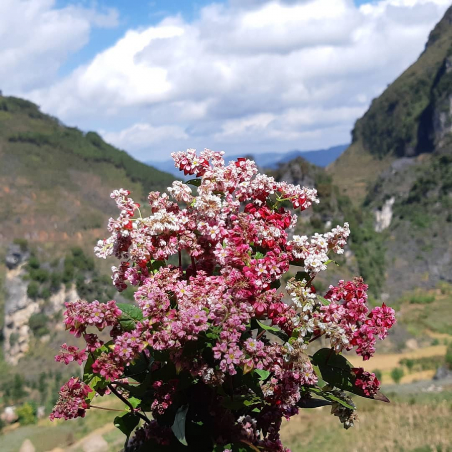 Hoa tam giác mạch giữa mùa là sự kết hợp của sắc trắng hồng tím.