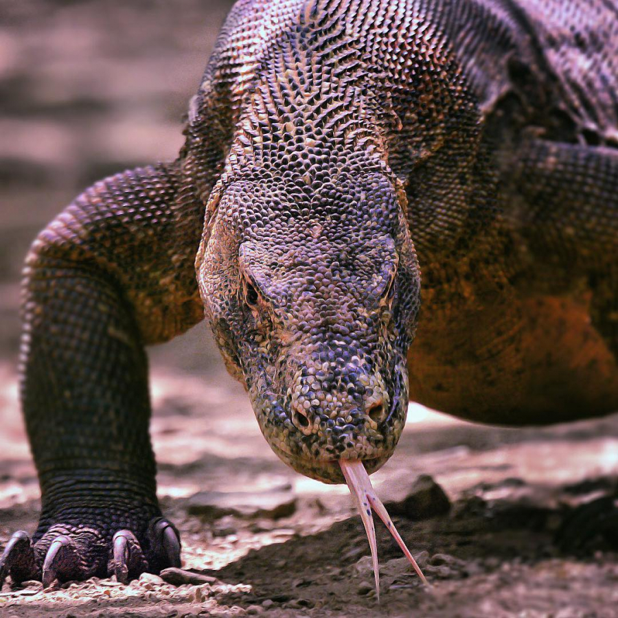 Rồng Komodo vốn là loài thằn lằn lớn, có chiều dài tối đa 3 m và nặng khoảng 70 kg.
