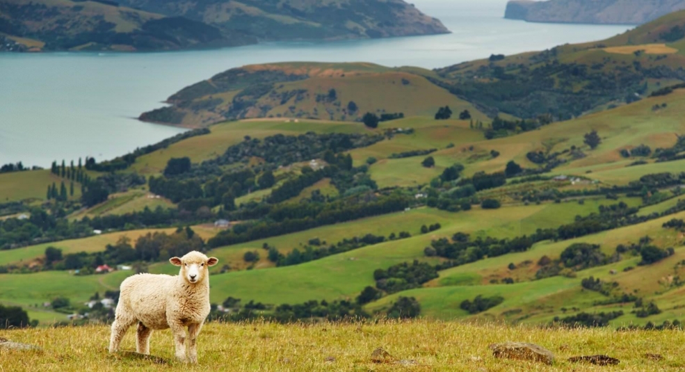 Khi thế giới lụi tàn, hãy tìm đến New Zealand