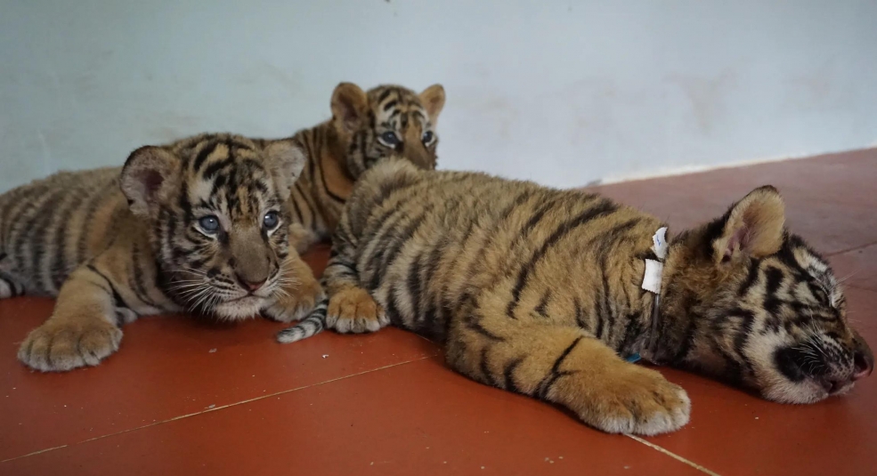 24 con hổ được giải cứu tại Nghệ An