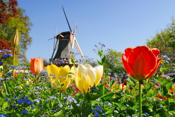 Đón xuân Châu Âu cùng lễ hội hoa Tulip