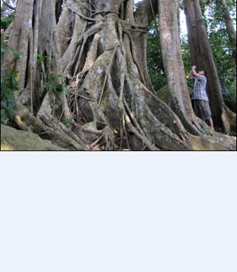 Đề nghị công nhận cây đa trăm tuổi ở bán đảo Sơn Trà là “Cây di sản”