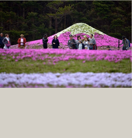Lễ hội hoa Shibazakura tại Nhật thu hút du khách