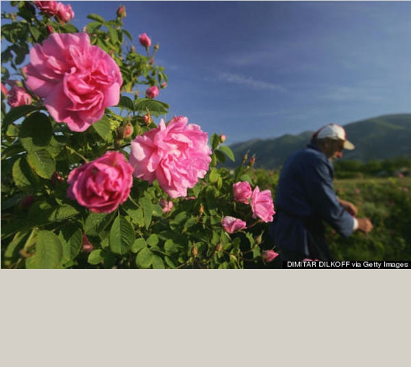 Thung lũng hoa hồng - niềm tự hào Bulgaria 