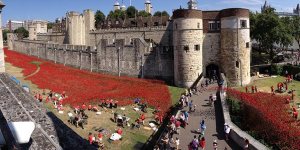 Suối hoa poppies 'khổng lồ' ở Anh