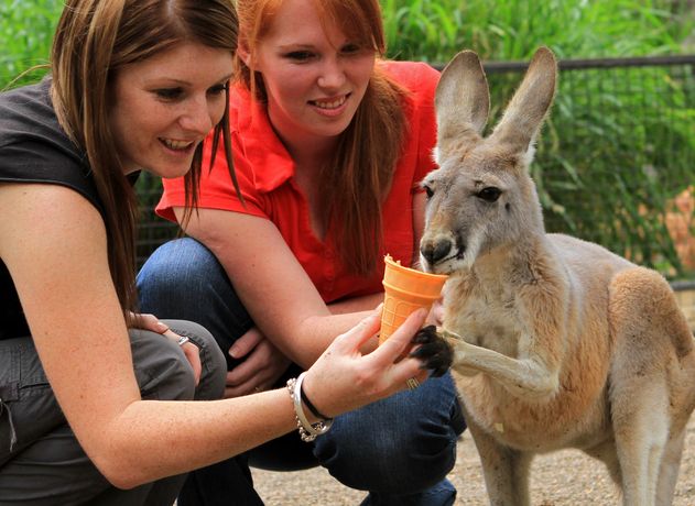 Mùa Xuân Thăm Úc Châu - làm người đỡ đầu cho Kangaroo