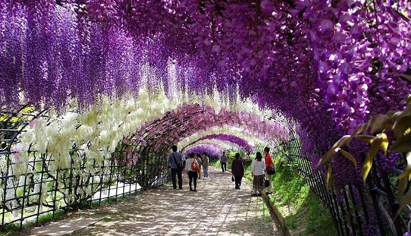 Du lịch Nhật Bản chiêm ngưỡng suối hoa Tử đằng, hoa Đào trúc núi