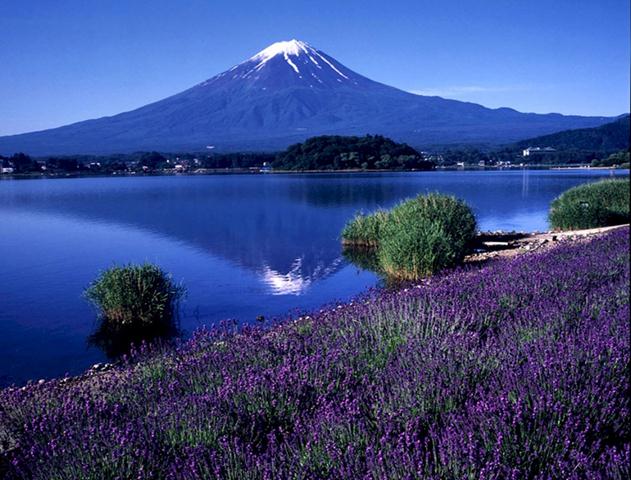 Rực rỡ sắc hoa Lavender bên núi Phú Sĩ