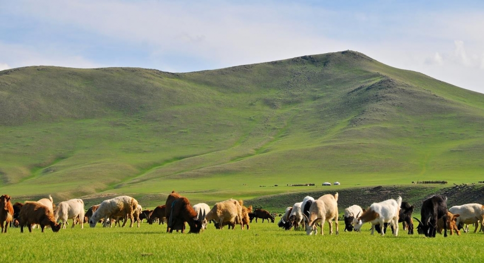 Chu du thảo nguyên Mông Cổ