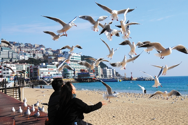 Busan, nơi hơi thở điện ảnh hòa cùng nhịp sống hải cảng