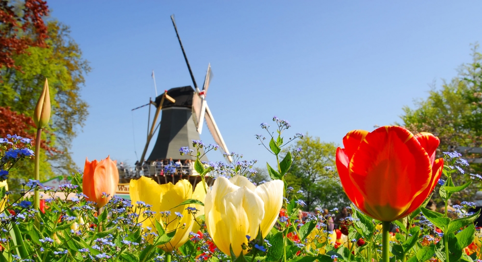 Những điều thú vị tại lễ hội hoa Keukenhof Hà Lan 2017