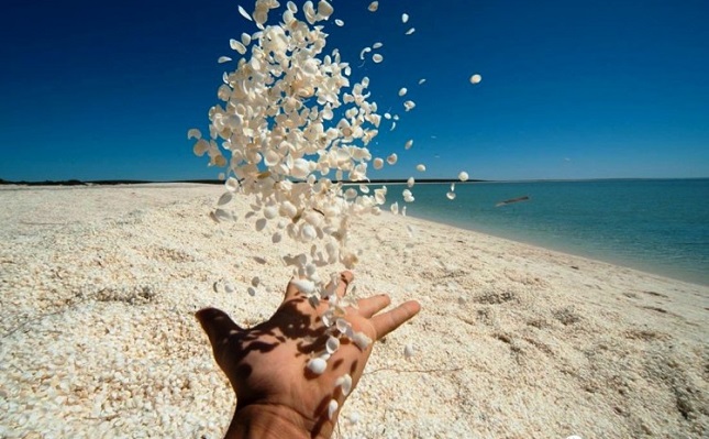 Shell Beach một trong hai bãi biển kỳ thú nhất Thế Giới 