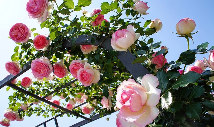 Hơn 1.000 cây hồng Bulgaria được trưng bày tại Ngày hội Bulgaria và Bạn bè