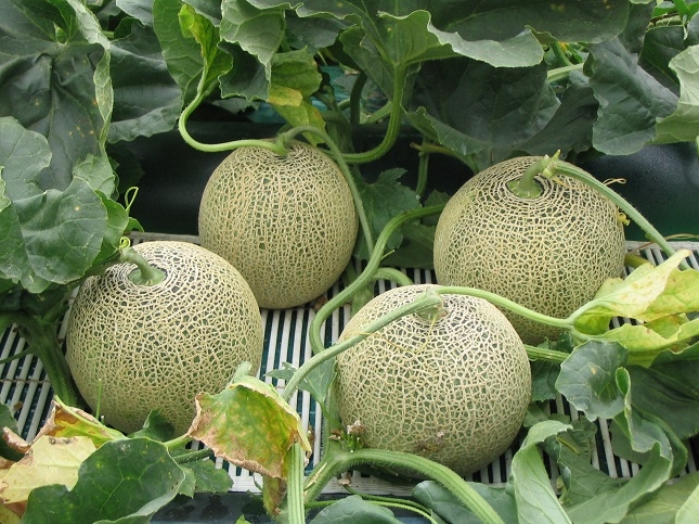 Mùa dưa melon ở Ibaraki
