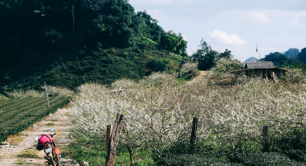 Ngày xuân, hoa mận nở trắng muốt ở bản Phiêng Cành