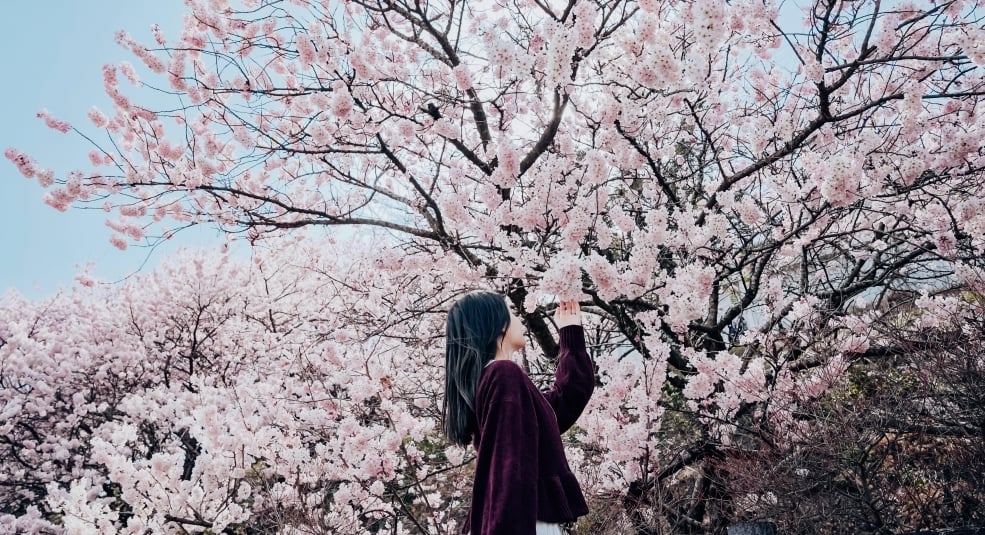 'Từ A đến Z' kinh nghiệm săn hoa anh đào Nhật Bản
