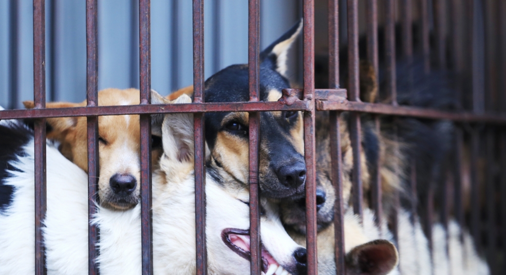 Du khách nói về “No to dog meat'