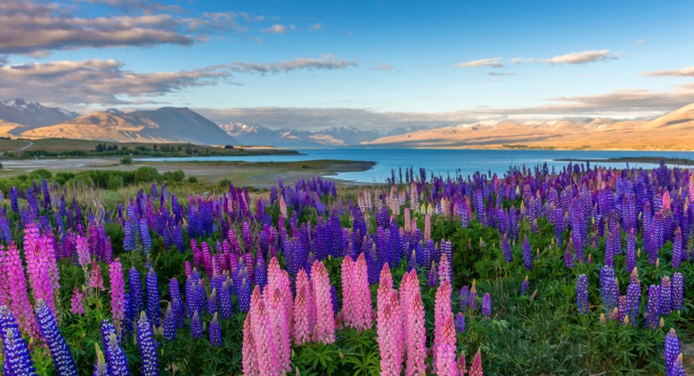 New Zealand thúc đẩy du lịch bền vững