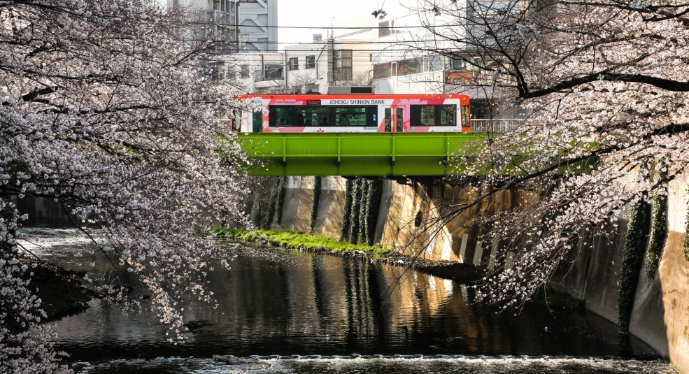 Nhật Bản rực rỡ sắc hoa đào mùa xuân