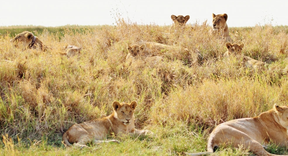 5 địa điểm ngắm sư tử ở châu Phi