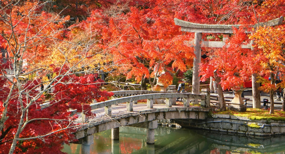Cảnh sắc mê hồn của mùa thu Kyoto