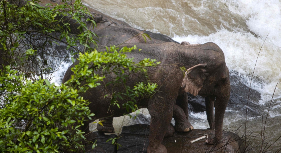Thêm hàng loạt voi chết ở Thái Lan