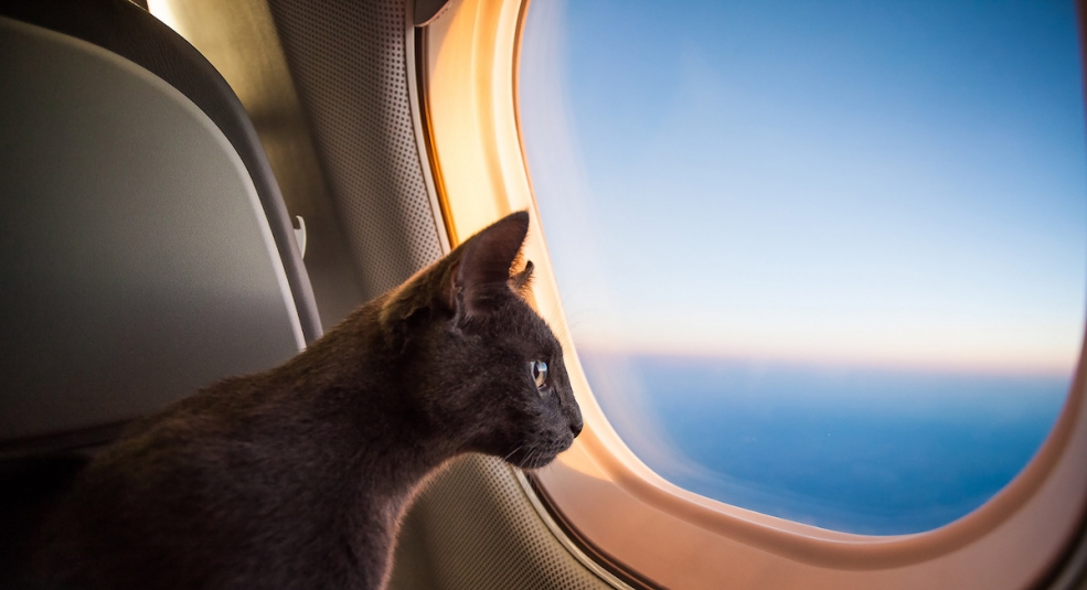 Tráo mèo để lên máy bay, khách bị phạt