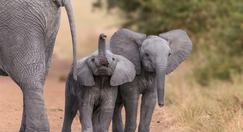 Nhiều voi con Zimbabwe bị bán sang TQ