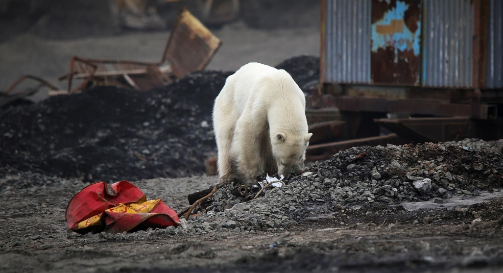Gấu Bắc Cực bị vẽ bậy trên lưng