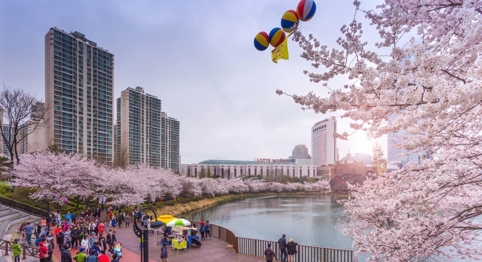 Ngắm hoa anh đào Hàn Quốc trực tuyến