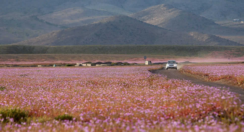 Khi sa mạc khô cằn nhất thế giới nở hoa