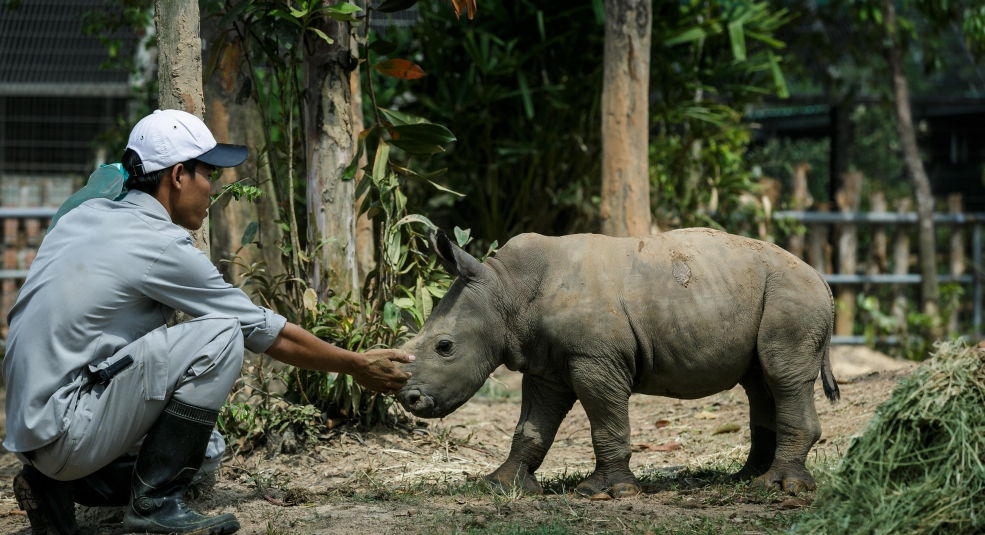 Tê giác trắng châu Phi chào đời tại VN