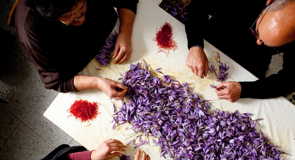 Cận cảnh thu hoạch saffron ở Ý