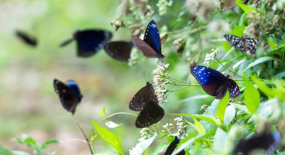 Mùa bướm bay ở thung lũng Vân Nam