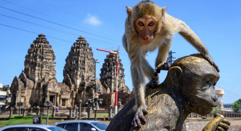 Thái Lan triệt sản khỉ ở Lopburi