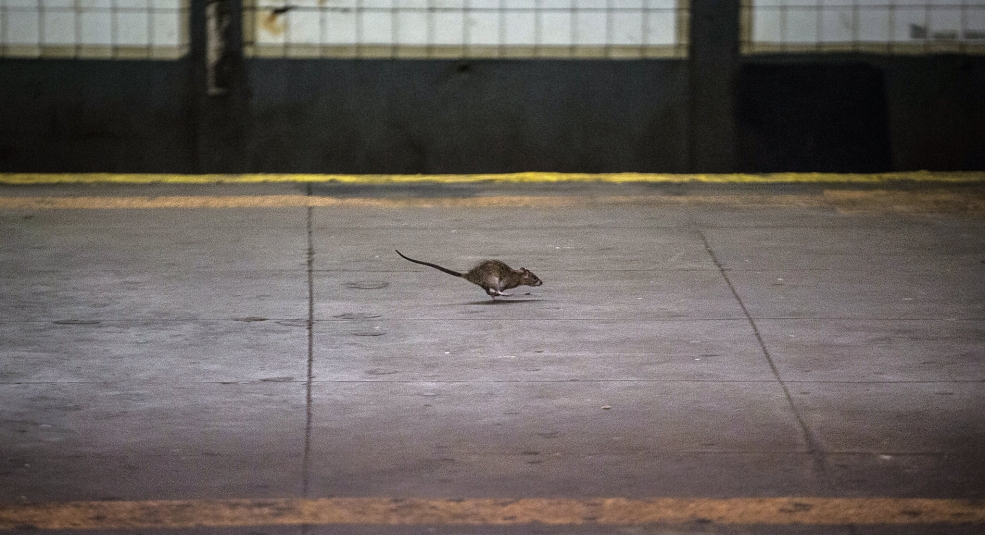 Sự trỗi dậy của loài chuột ở New York