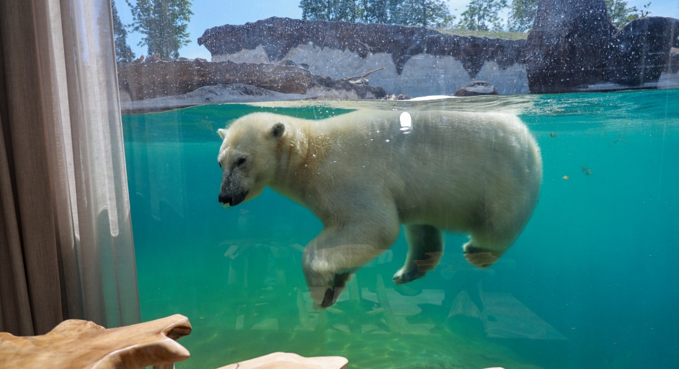 Nghỉ dưỡng cùng hà mã, gấu Bắc Cực ở Bỉ