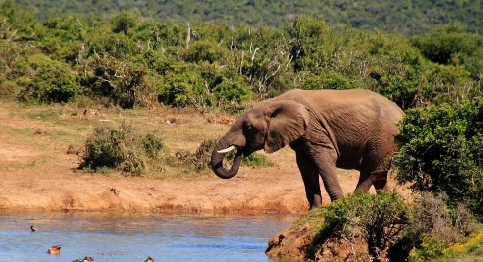 Du ngoạn công viên voi Addo