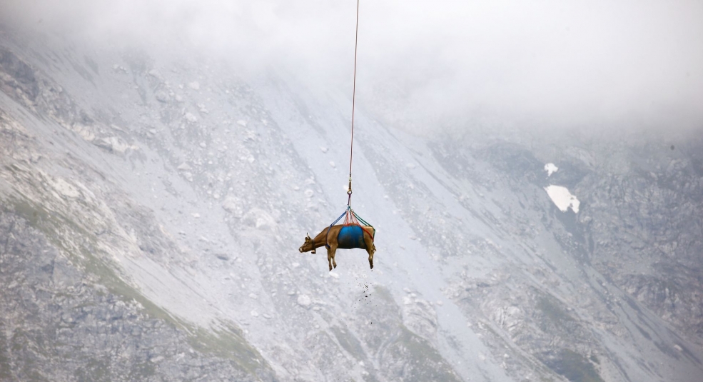 Những con bò được bay trên bầu trời Thuỵ Sĩ