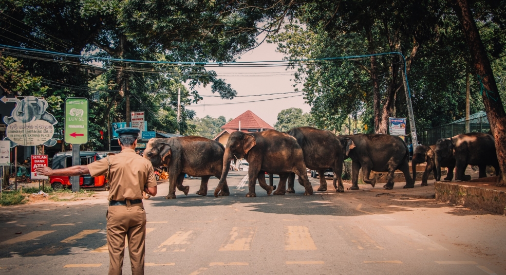 Sri Lanka ban hành luật để bảo vệ voi con