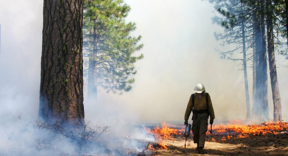 Hỏa hoạn thiêu rụi một nửa VQG ở Bắc California