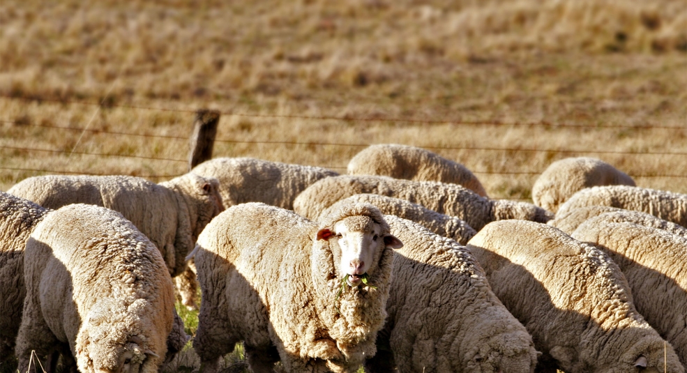'Thành tựu' của một bầy cừu