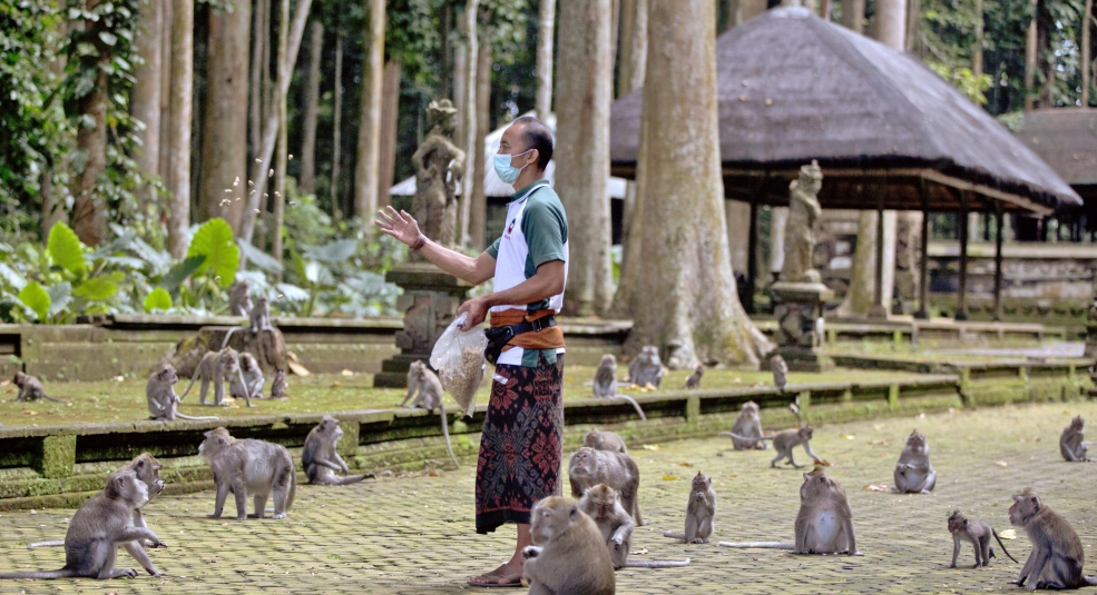 Những ngôi làng ở Bali bị tấn công bởi khỉ đói