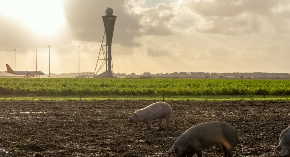 Sân bay ở Amsterdam được bảo vệ bởi một... đàn lợn