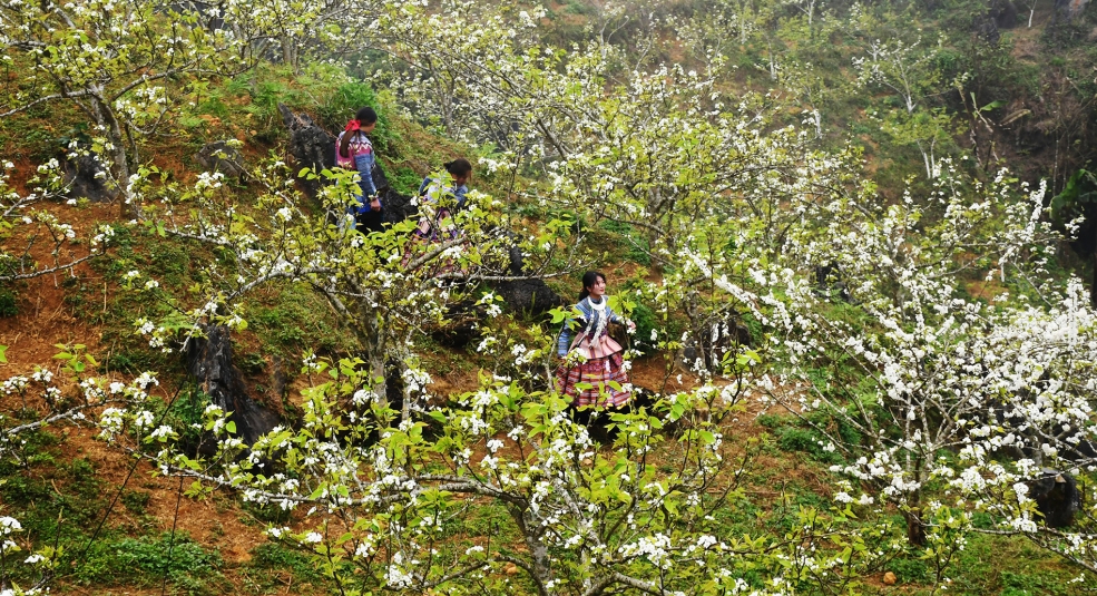 Si Ma Cai lần đầu tiên tổ chức Lễ hội hoa lê trắng